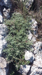 Thymus roegneri