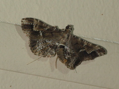 Merodictya marmorata