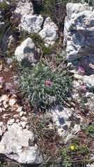 Convolvulus calvertii