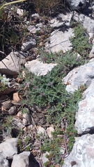 Thymus roegneri