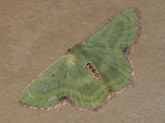 Metallochlora lineata