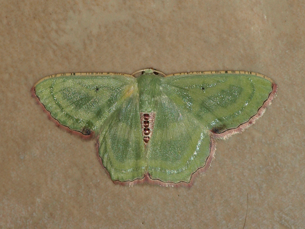 Metallochlora lineata