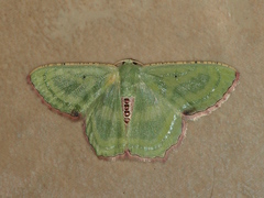 Metallochlora lineata