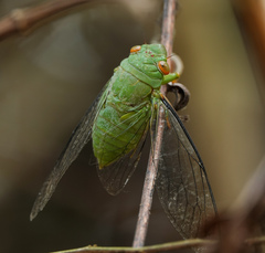 Dundubia annandalei
