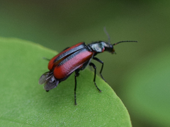 Malachius rubidus
