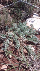 Astragalus rupifragus