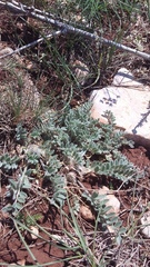 Astragalus rupifragus