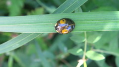 Harmonia axyridis