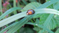 Harmonia axyridis