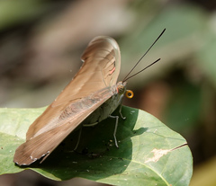 Dophla evelina
