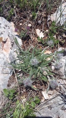 Convolvulus calvertii