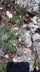 Convolvulus calvertii