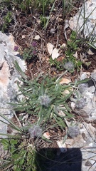 Convolvulus calvertii