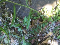 Platycodon grandiflorus