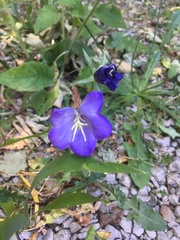 Platycodon grandiflorus