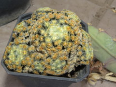 Mammillaria schiedeana