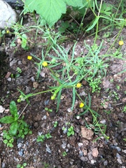Ranunculus auricomus