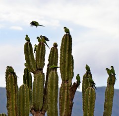 Myiopsitta monachus luchsi