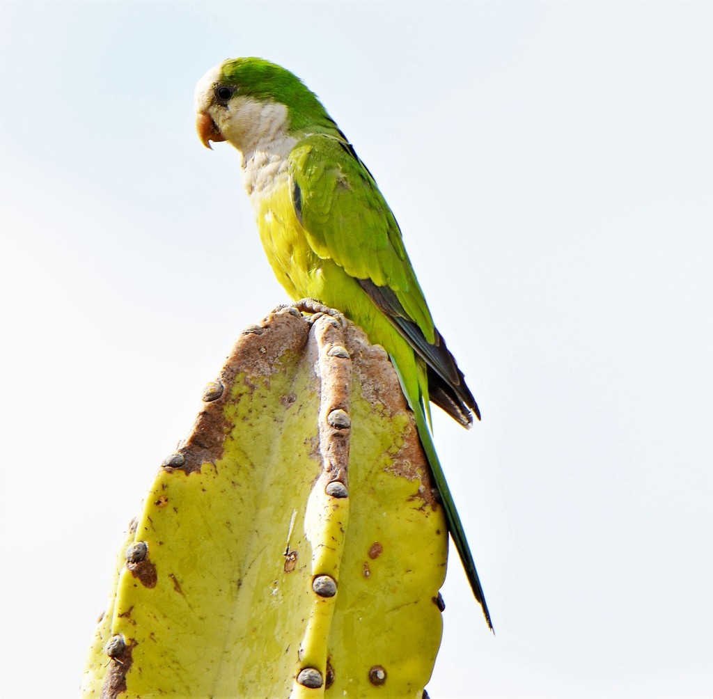 Cliff Parakeet