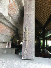 Hemidactylus platyurus