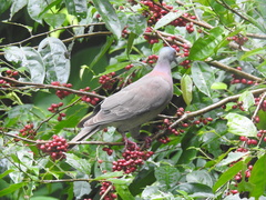 Lacistema aggregatum