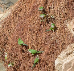 Myiopsitta monachus luchsi