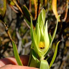 Leucadendron cryptocephalum
