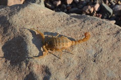 Hottentotta conspersus