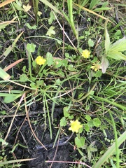 Halerpestes sarmentosa