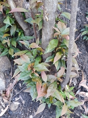 Elaeocarpus reticulatus