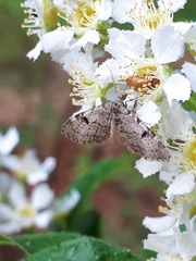 Eupithecia conterminata