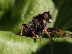 Pamponerus germanicus