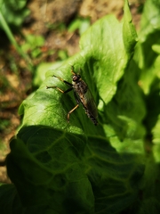 Pamponerus germanicus