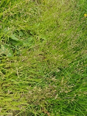 Poa annua