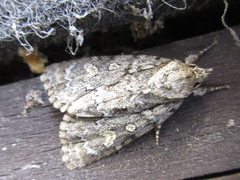 Acronicta adaucta