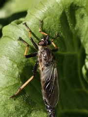 Pamponerus germanicus