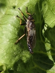 Pamponerus germanicus