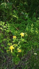 Hypericum perforatum