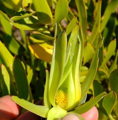 Leucadendron cryptocephalum
