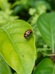 Cryptocephalus trifasciatus