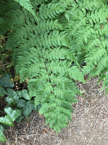 Dryopteris lacera iNat (3)