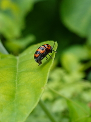 Cryptocephalus trifasciatus