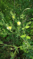 Potentilla recta