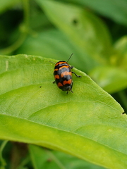 Cryptocephalus trifasciatus
