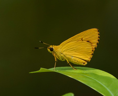 Cupitha purreea