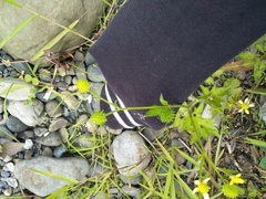 Ranunculus cantoniensis