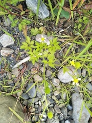 Ranunculus cantoniensis