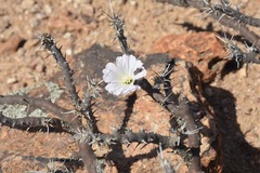 Monsonia mossamedensis