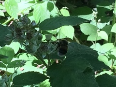 Bombus