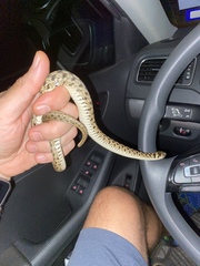 Thamnophis marcianus